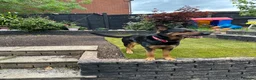 Mixed Breed dogs for sale: 3 1/2 year old mixed gsd x rotti in Tamworth - Advert 2