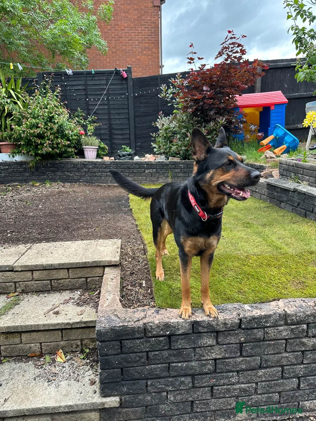 Mixed Breed dogs for sale: 3 1/2 year old mixed gsd x rotti in Tamworth - Advert 2