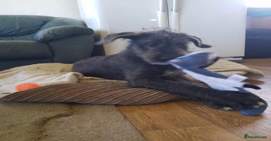 Irish Wolfhound dogs - Advert 2