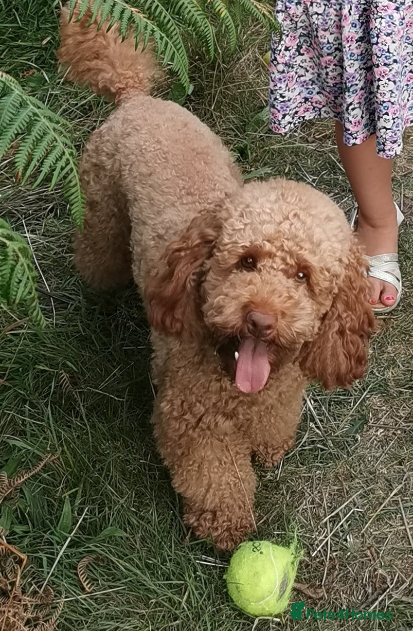 Toy Poodle dogs ☆Monty - KC Registered TOY POODLE ☆ - Advert 2