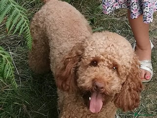 Toy Poodle dogs in Lydney - Advert 14