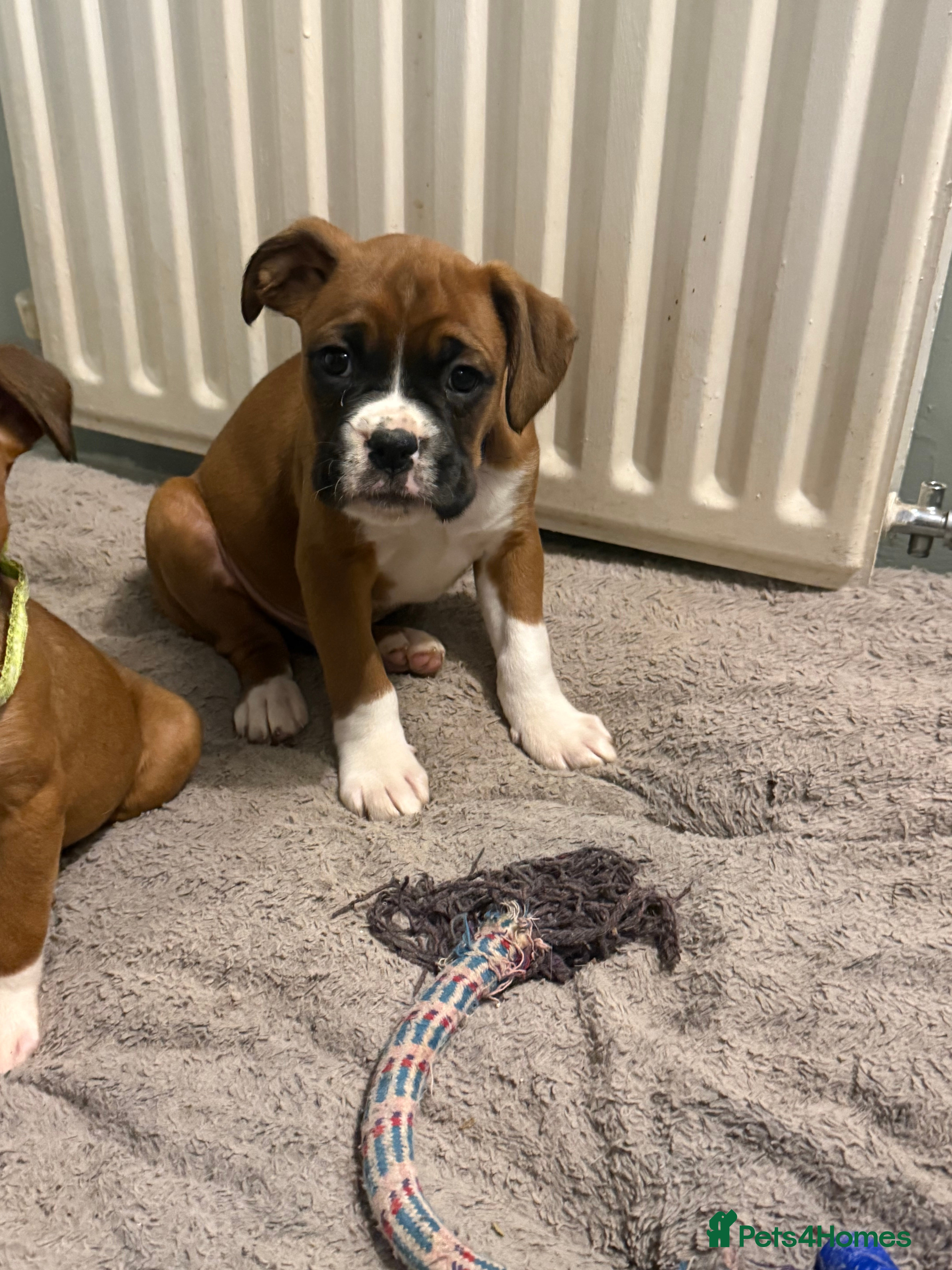 Boxer dogs Last female boxer looking for there new  home  - Advert 13