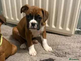 Boxer dogs Sold - Advert 8