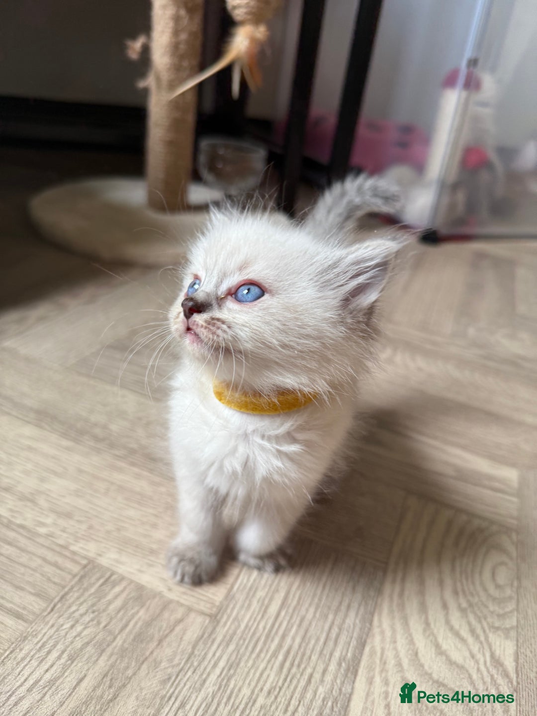 Ragdoll cats for sale: 🐾 Ragdoll kittens - ONE MALE TWO FEMALE LEFT 🐾 - Image 26