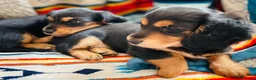 Miniature Dachshund dogs for sale: Black&Tan Puppies Looking for Their Forever Homes! - Advert 10