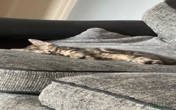 Mixed Breed cats for sale: Mixed Maine coon & bengal kitten - Image 1