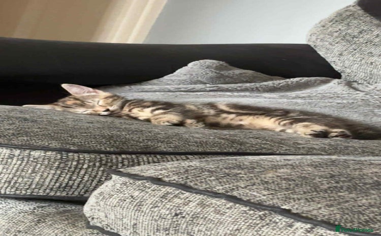 Mixed Breed cats - Advert 1