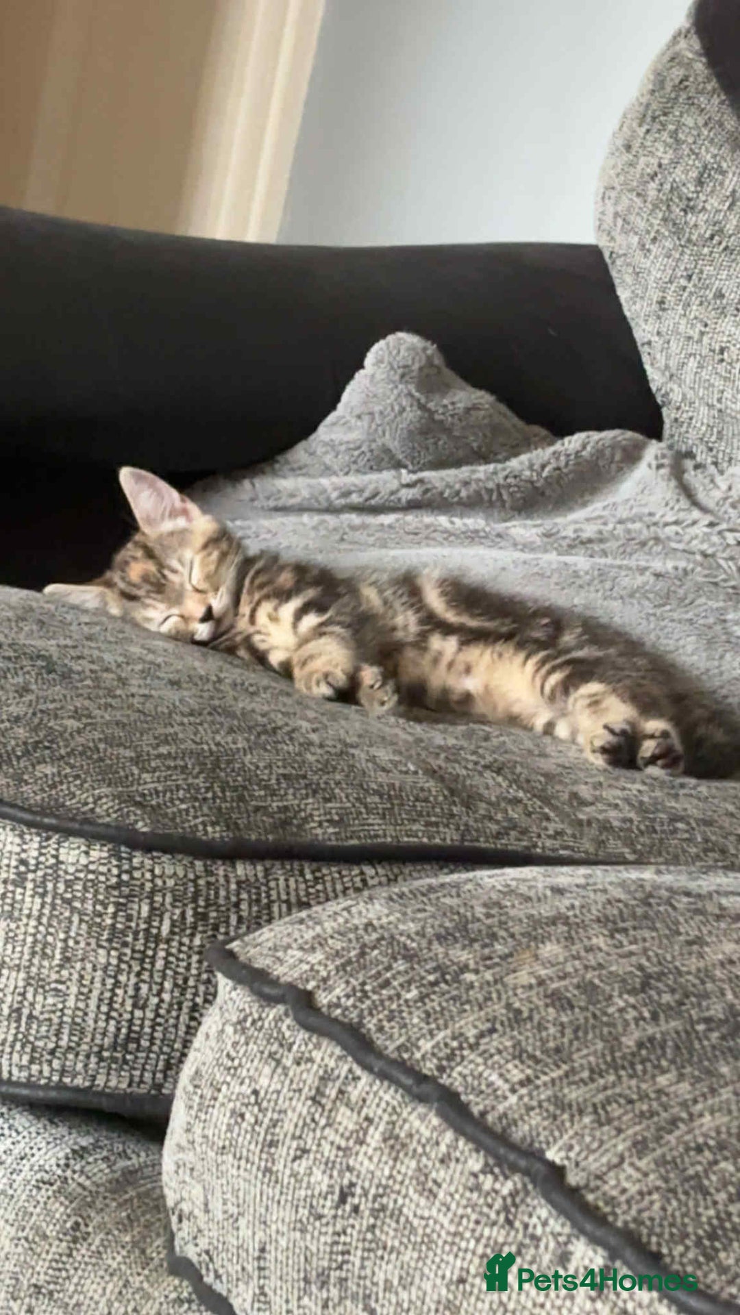 Mixed Breed cats for sale: Mixed Maine coon & bengal kitten - Image 1