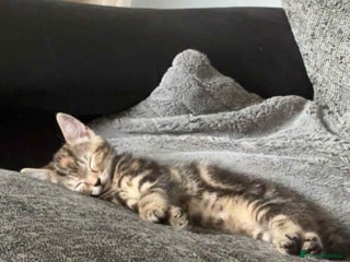 Mixed Breed cats Mixed Maine coon & bengal kitten - Advert 14