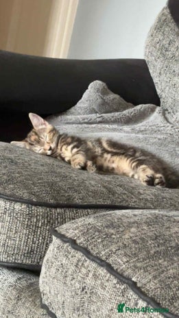 Mixed Breed cats - Advert 2