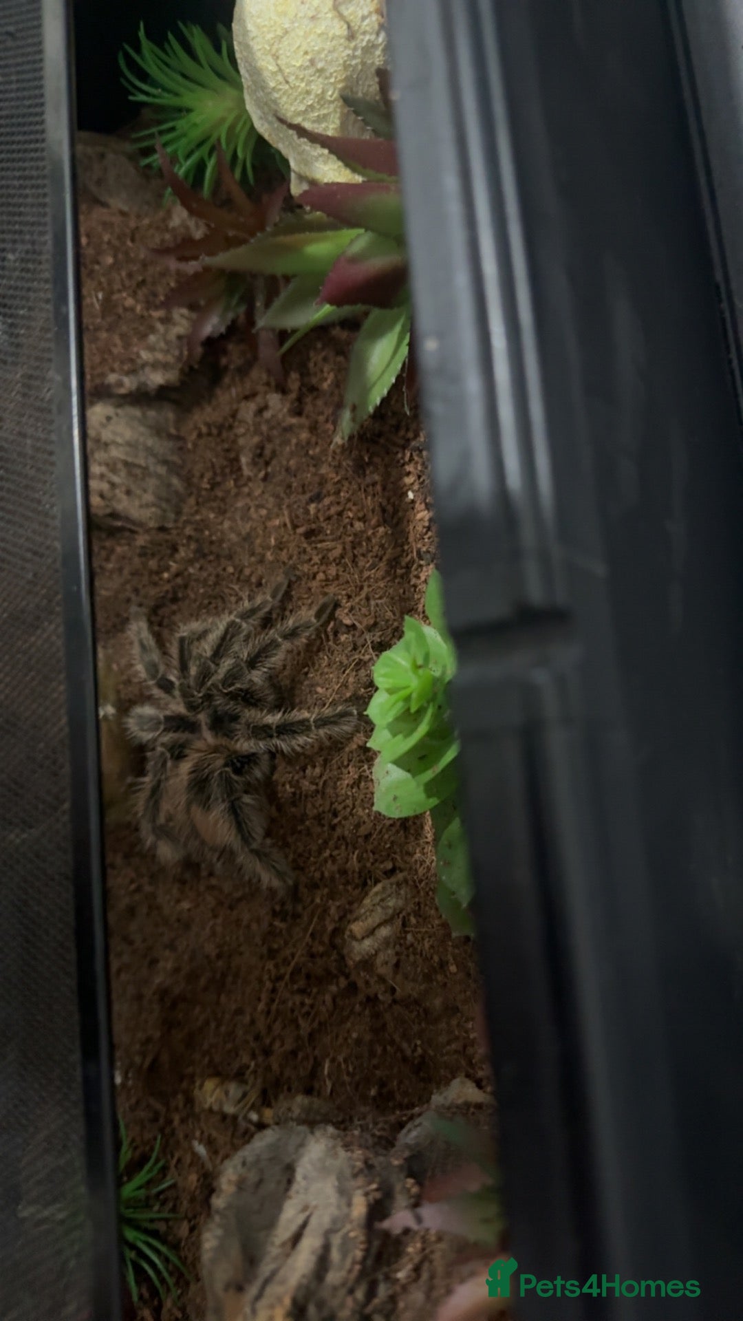 Tarantulas invertebrates 2 tarantulas for free  - Advert 1