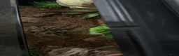 Tarantulas invertebrates for sale: 2 tarantulas for free  in Saint Helens - Advert 1