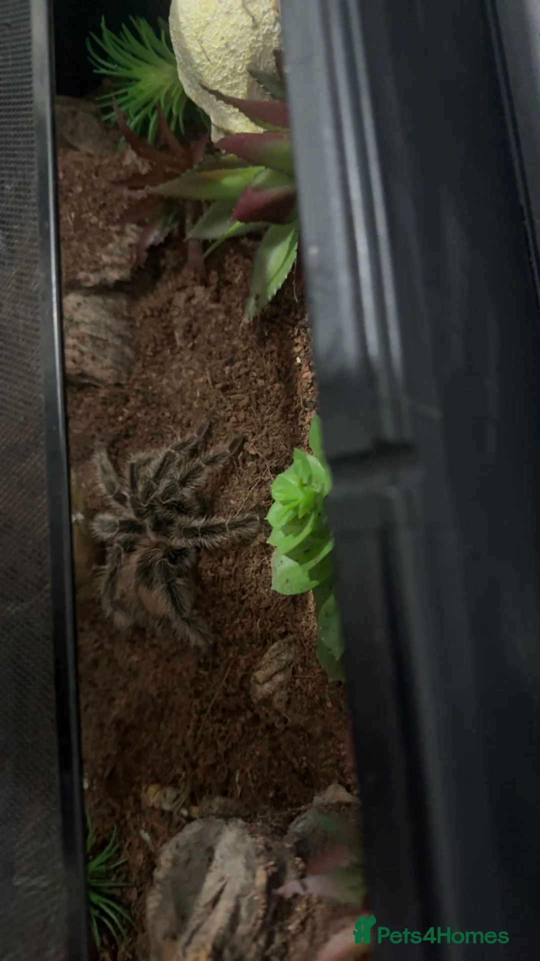 Tarantulas invertebrates for sale: 2 tarantulas for free  in Saint Helens - Advert 1