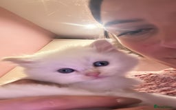 Ragdoll cats for sale: Kitten  - Advert 2