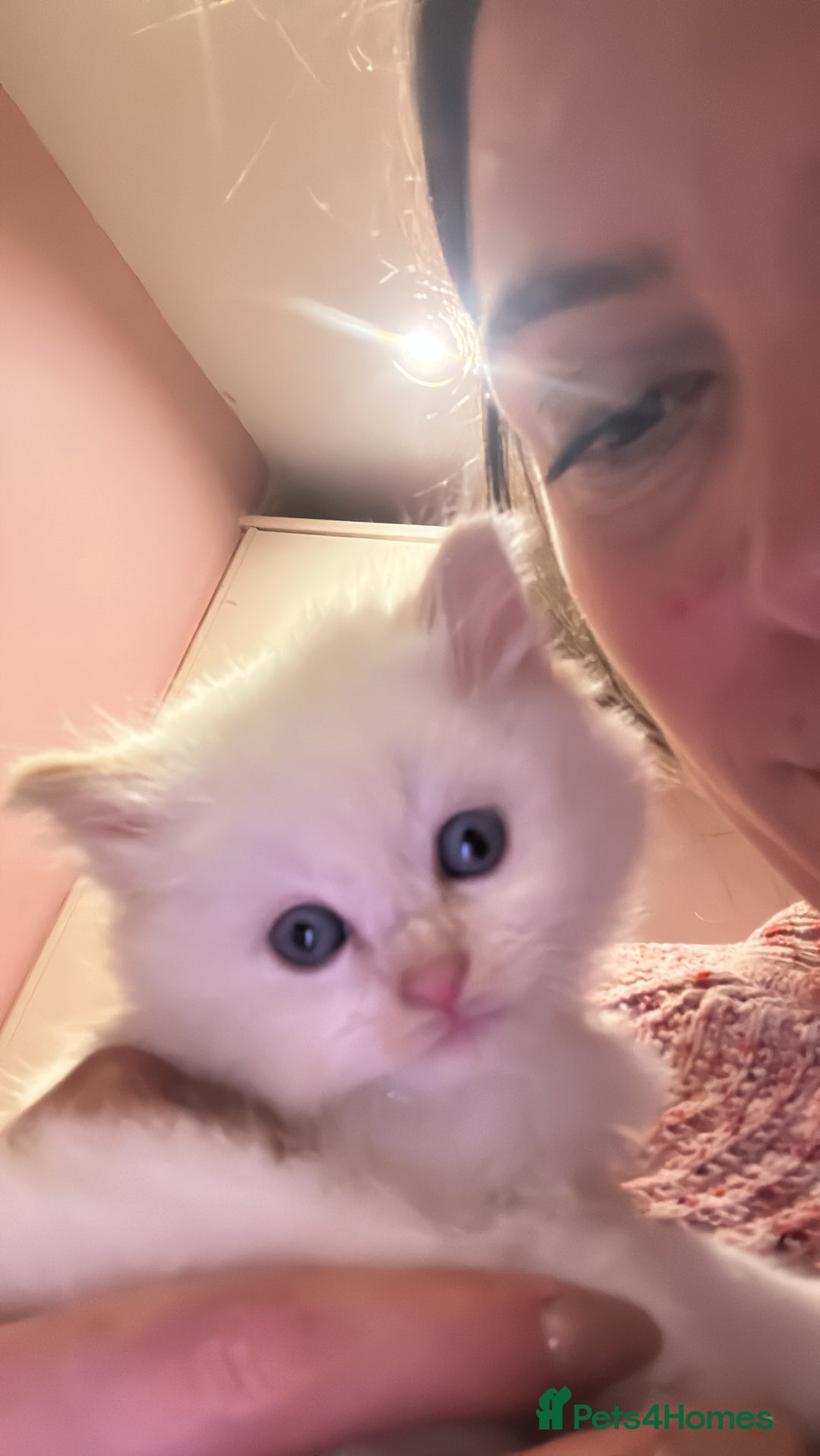 Ragdoll cats for sale: Kitten  - Advert 2