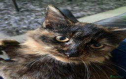 Mixed Breed cats for sale: Beautiful kittens ready for new homes.  - Image 2