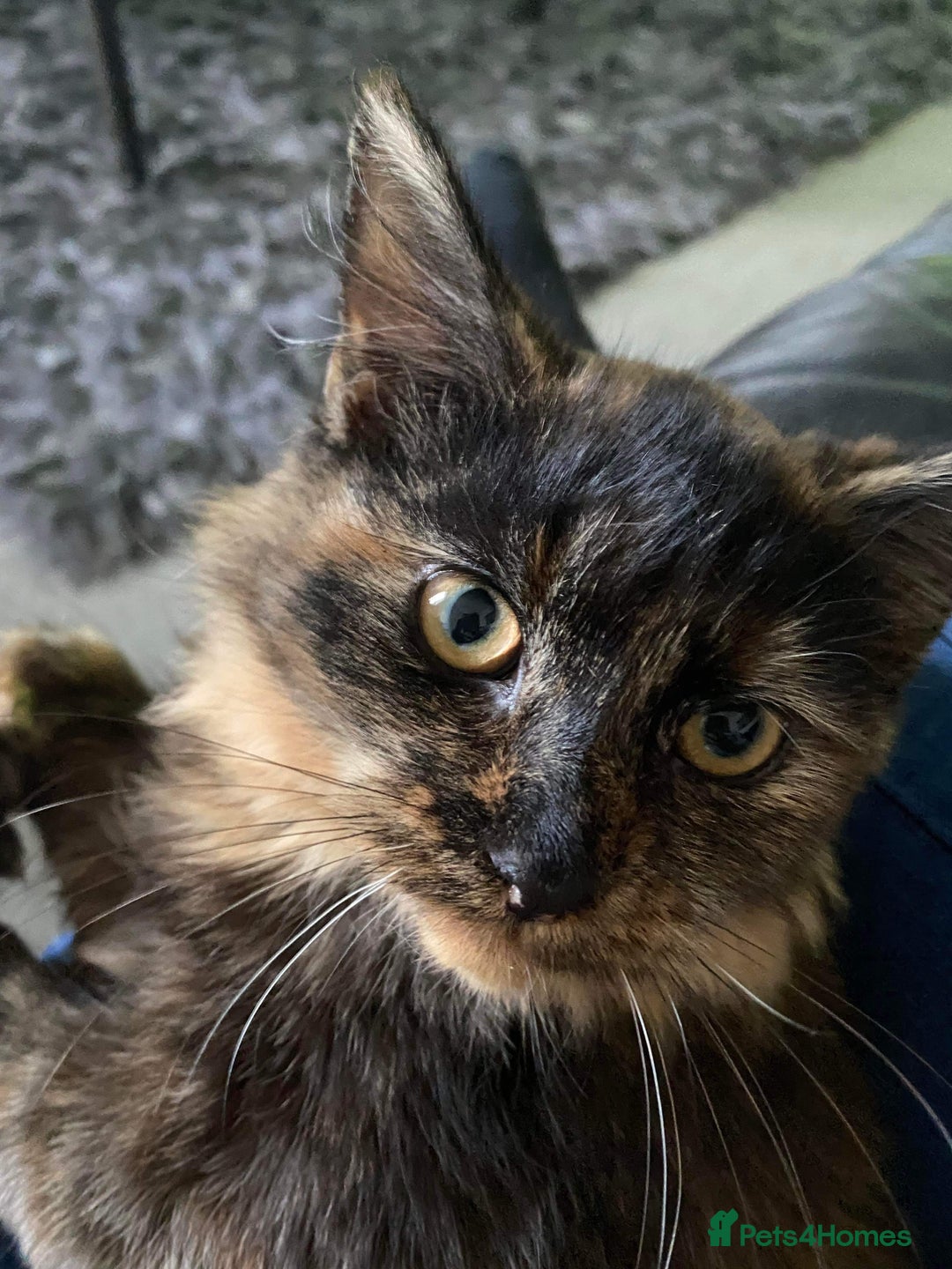 Mixed Breed cats for sale: Beautiful kittens ready for new homes.  - Image 2