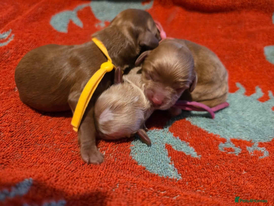 Cockapoo dogs for sale: American cockerpoo licensed Breeder health tested  - Image 23