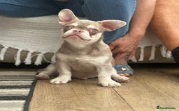French Bulldog dogs for sale: French bulldog puppies  - Image 8