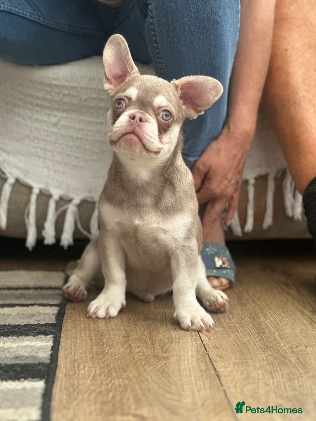 French Bulldog dogs for sale: French bulldog puppies  - Image 8