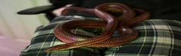 Corn Snake reptiles for sale: Cornsnake - Advert 2