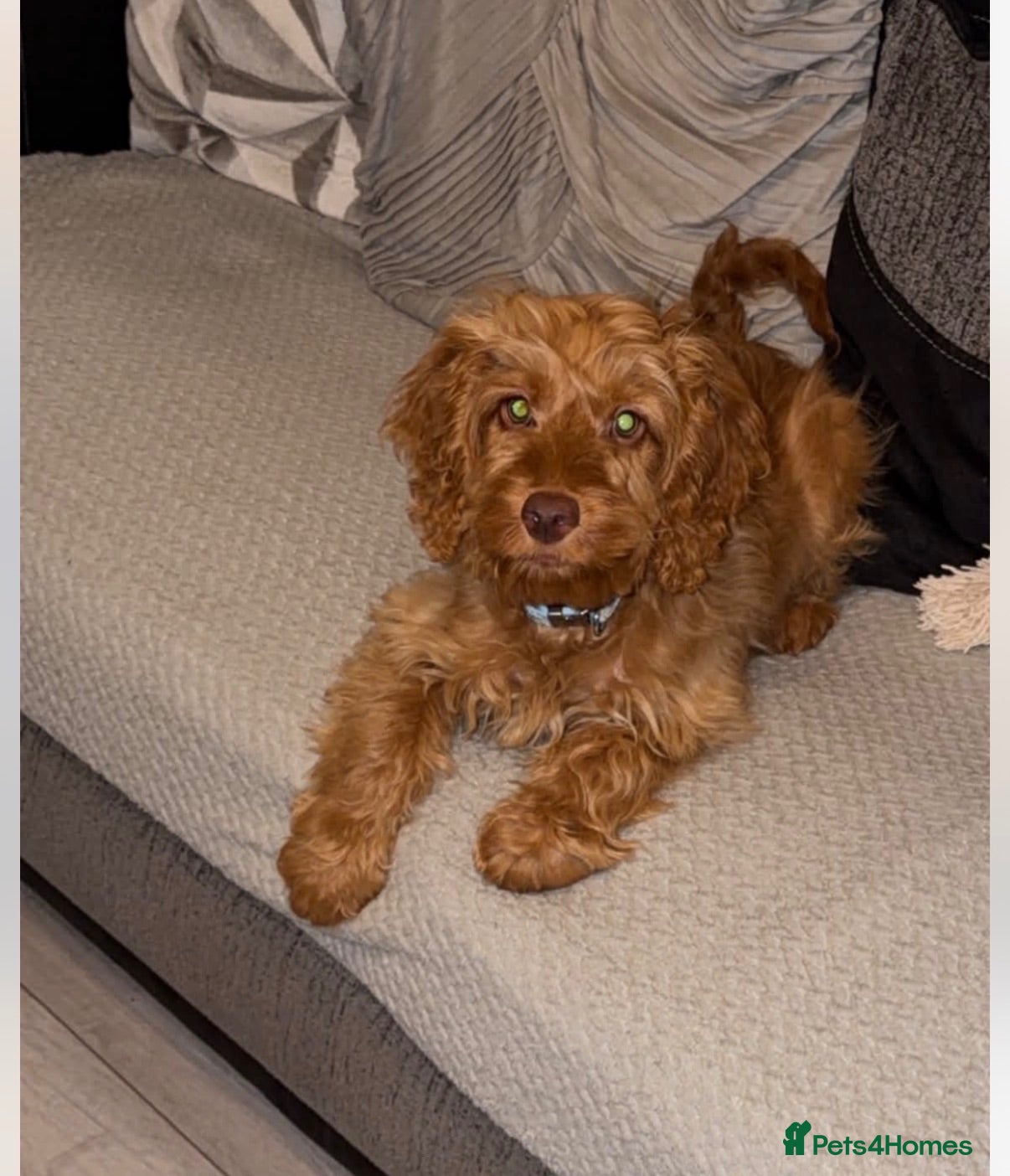 Cockapoo dogs Enzo  - Advert 14
