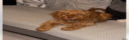 Cockapoo dogs for sale: Enzo  in Shildon - Advert 1