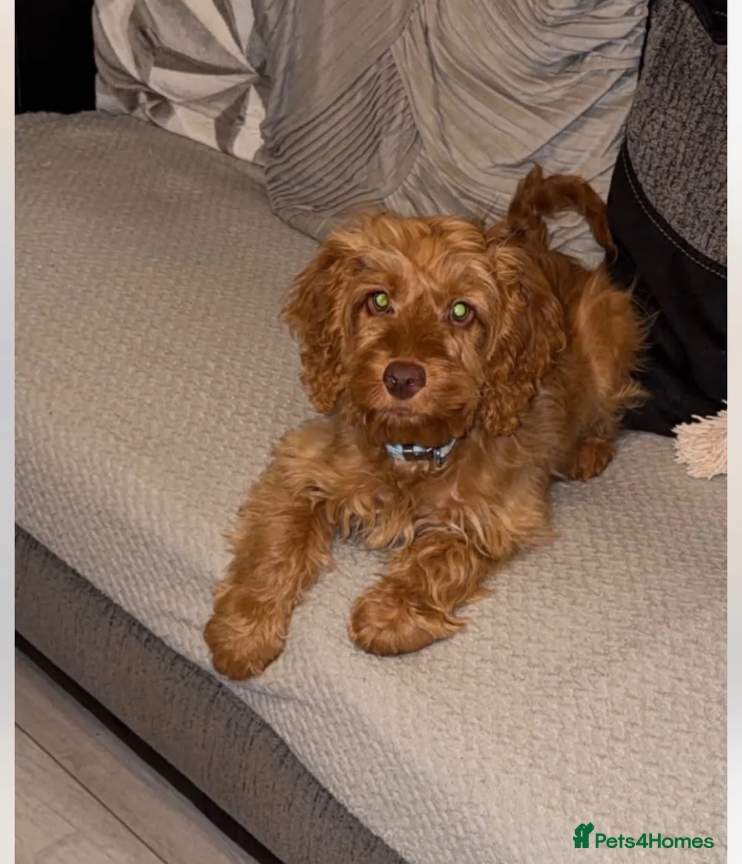 Cockapoo dogs for sale: Enzo  in Shildon - Advert 1