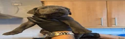 Cane Corso dogs for sale: Pure Blue Cane Corso puppies for sale - Advert 20