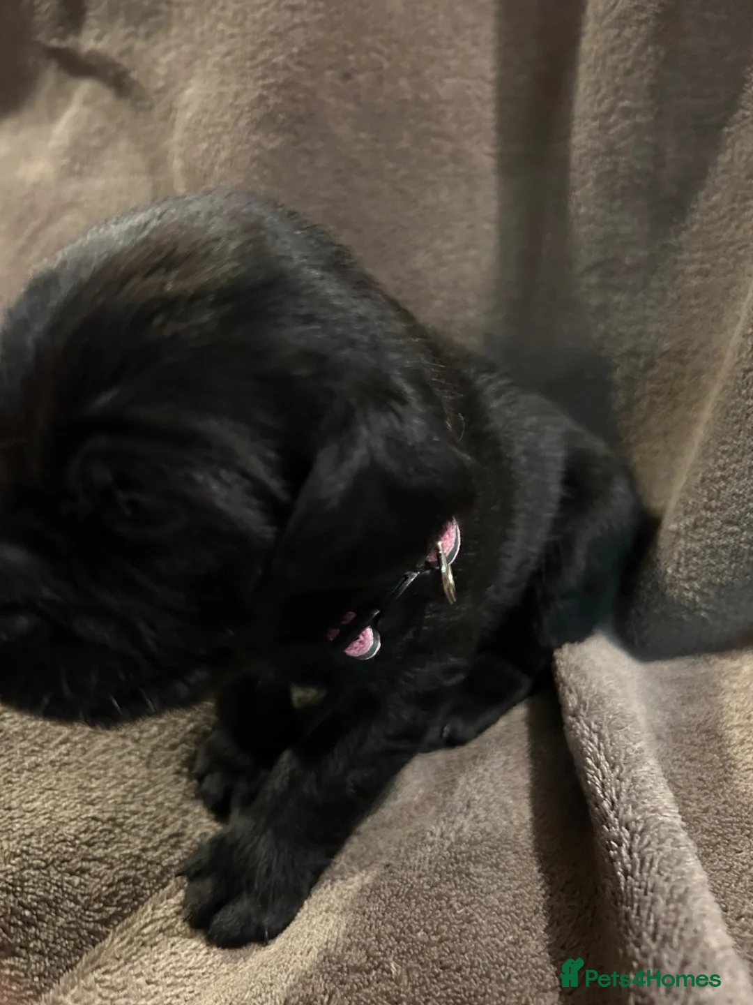 Springador dogs for sale: Springador pups - Advert 35