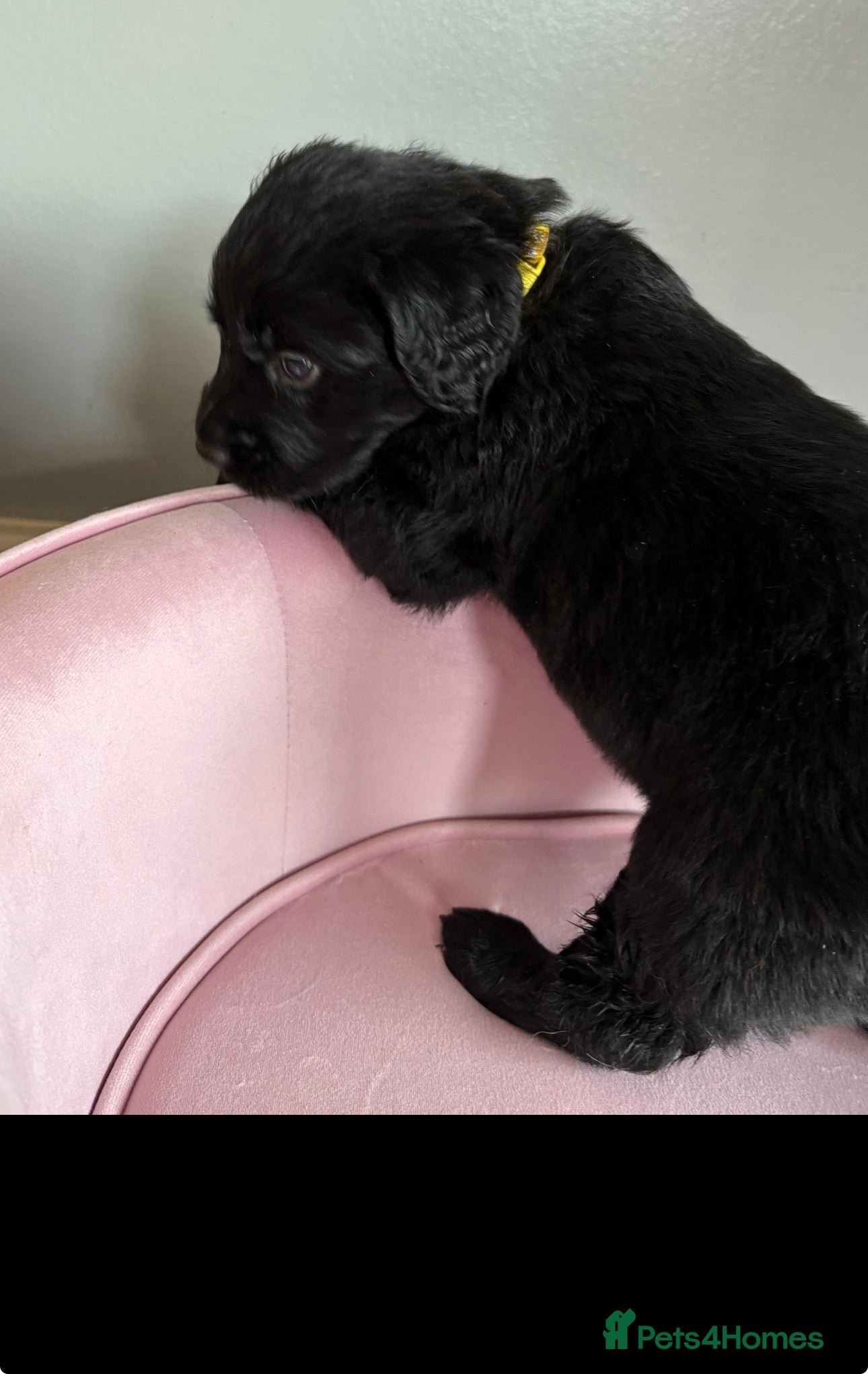 Mixed Breed dogs REDUCED !!!❤️GOLDEN FLATTIES ❤️ READY NOW ❤️  - Advert 1