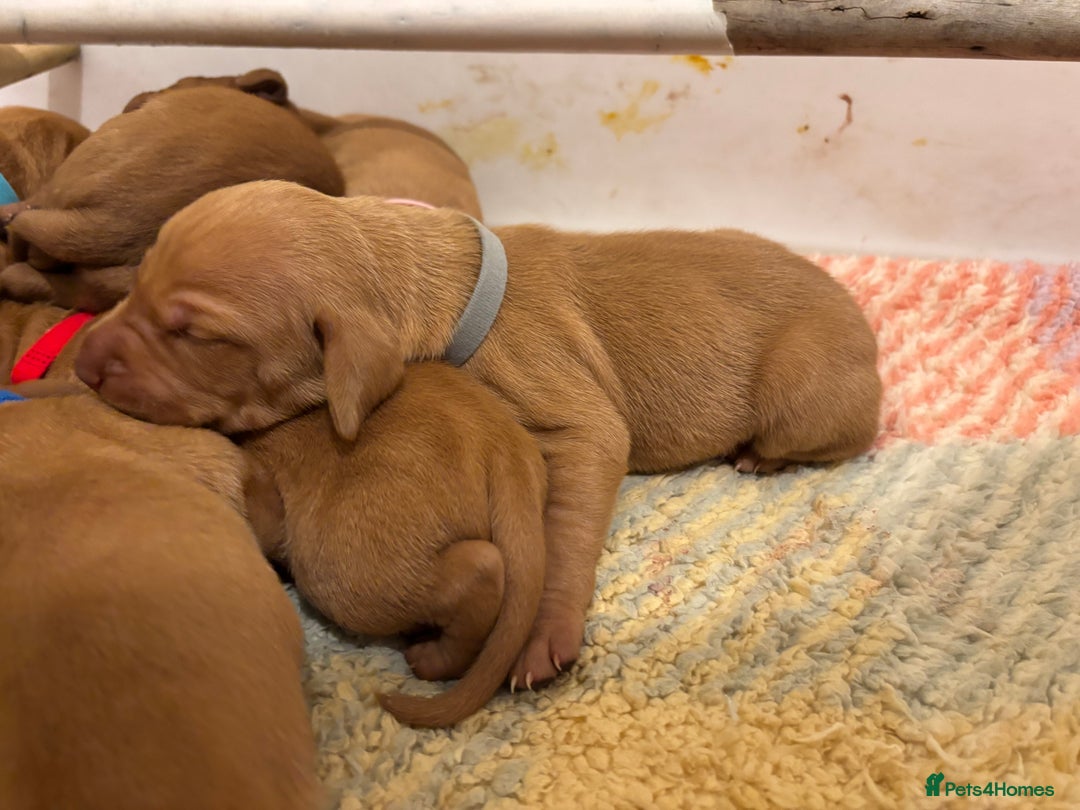 Hungarian Vizsla dogs for sale: Ready to leave KC Registered Vizsla Puppy  - Advert 29