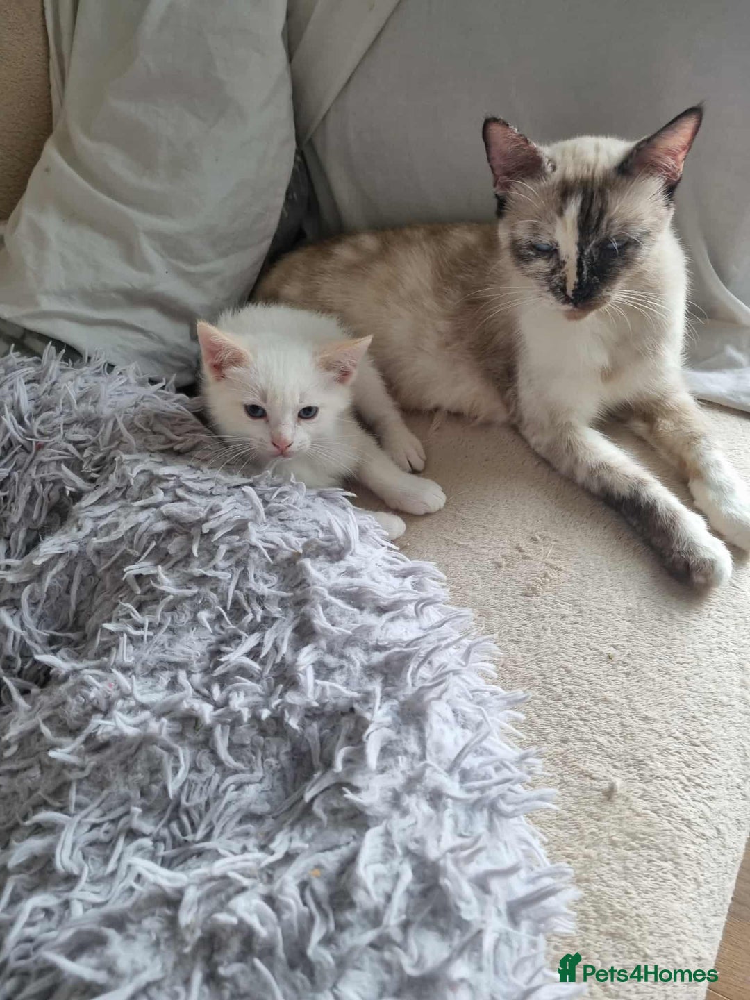 Siamese cats for sale: Flame point siamese  - Advert 9
