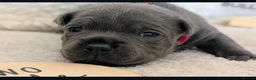 Staffordshire Bull Terrier dogs for sale: %Bloodline Staffordshire Bull Terrier Pups in Rugby - Advert 3