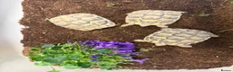 Tortoise reptiles for sale: Baby hermanns tortoise. Setups also available  - Advert 8