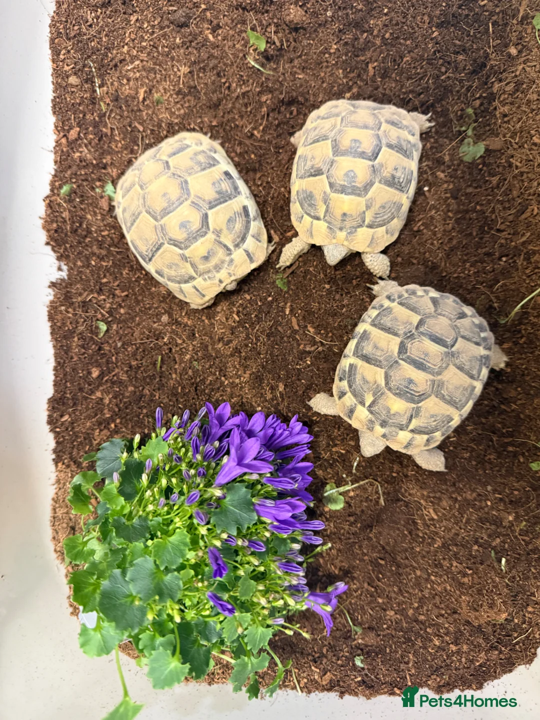 Tortoise reptiles for sale: Baby hermanns tortoise. Setups also available  - Advert 8