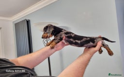 Miniature Dachshund dogs for sale: Miniature dachshund short haired puppies for sale£ - Image 17