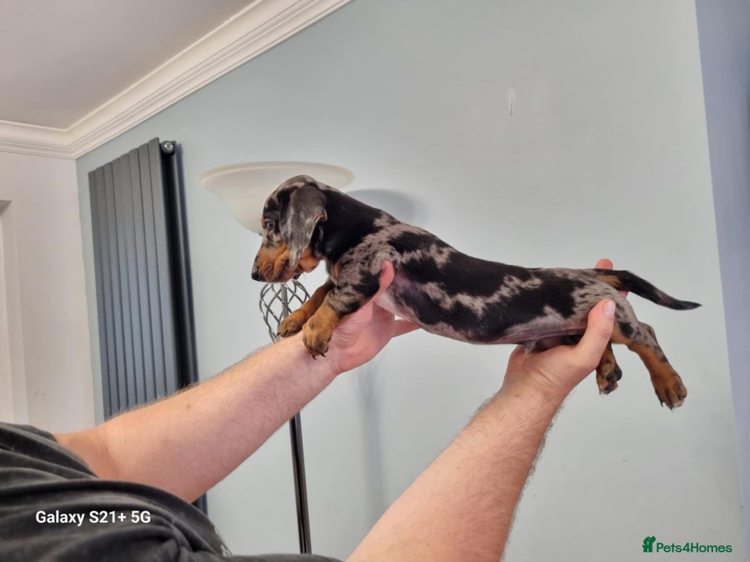 Miniature Dachshund dogs for sale: Miniature dachshund short haired puppies for sale£ - Image 17