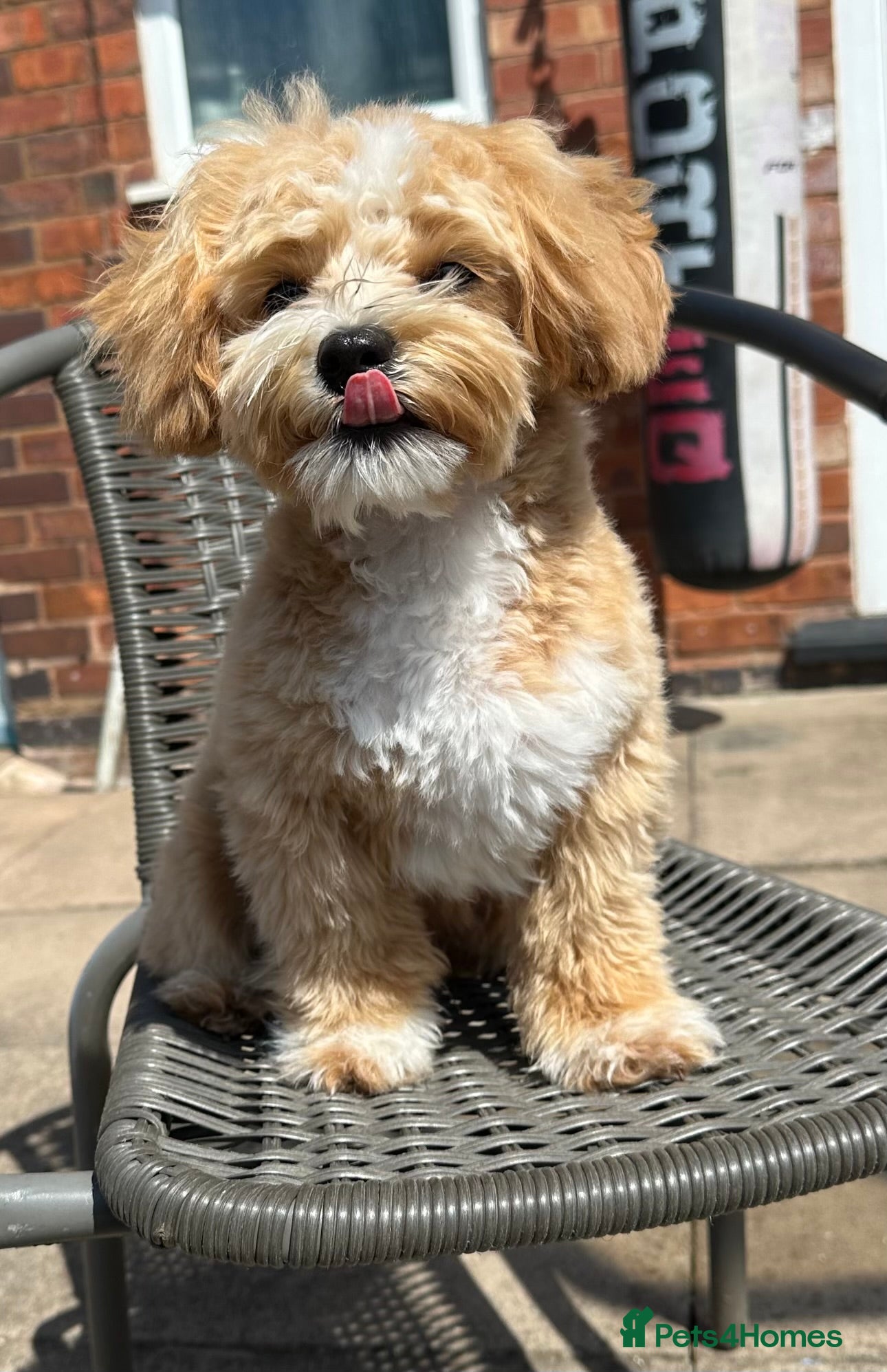 Maltipoo dogs Beautiful Maltipoo Stud 🐶 - Advert 1