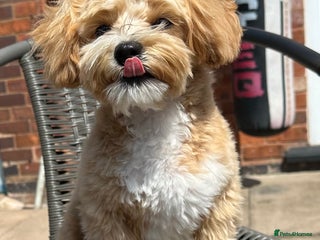 Maltipoo dogs in Walsall - Advert 2