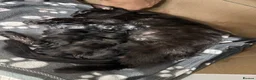 Mixed Breed cats for sale: Gorgeous black kittens  - Advert 5