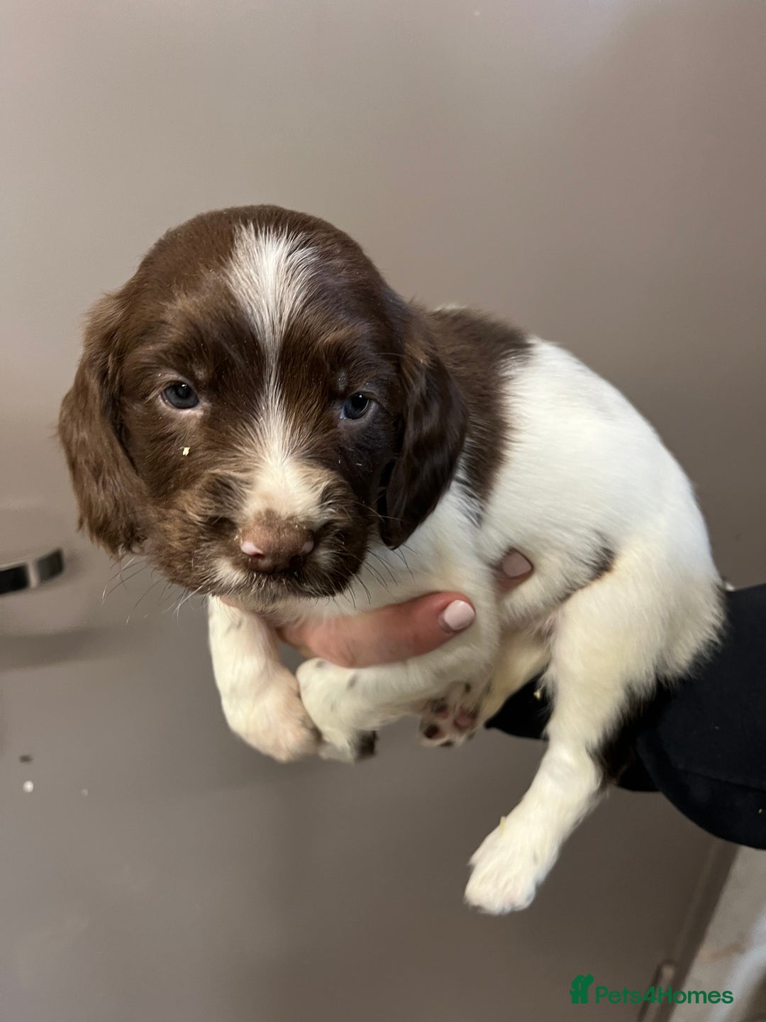 English Springer Spaniel dogs for sale: Springer Spaniel Puppies  in Crewe - Image 10