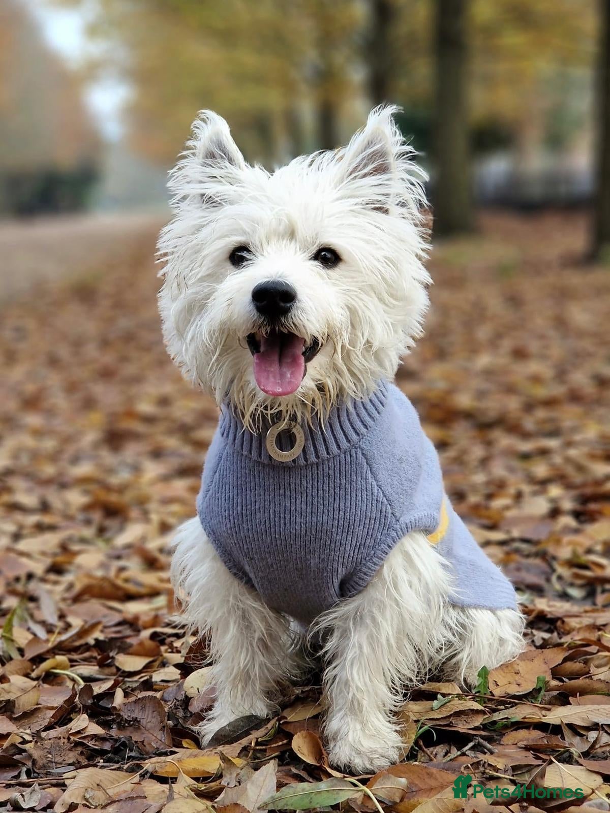 West Highland Terrier dogs Milo-Handsome west highland white terrier for stud - Advert 17
