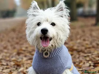 West Highland Terrier dogs Milo-Handsome west highland white terrier for stud - Advert 17