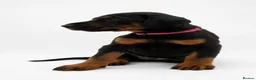 Dobermann dogs for sale: KC reg Dobie Pups | Two girls available - Advert 37