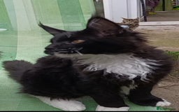 Maine Coon cats for sale: Maine-Coon kittens  - Image 36