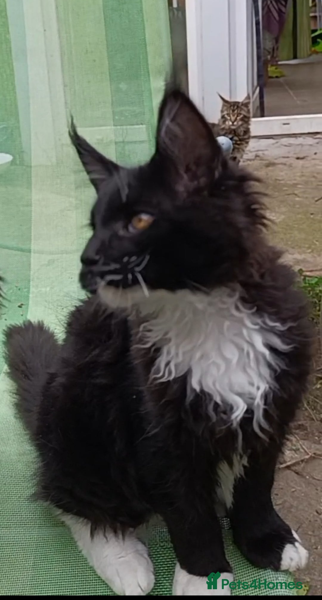 Maine Coon cats for sale: Maine-Coon kittens  - Image 36