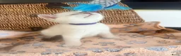 British Shorthair cats for sale: Cuteness overload♥️ British shorthair/chinchillas  - Advert 27