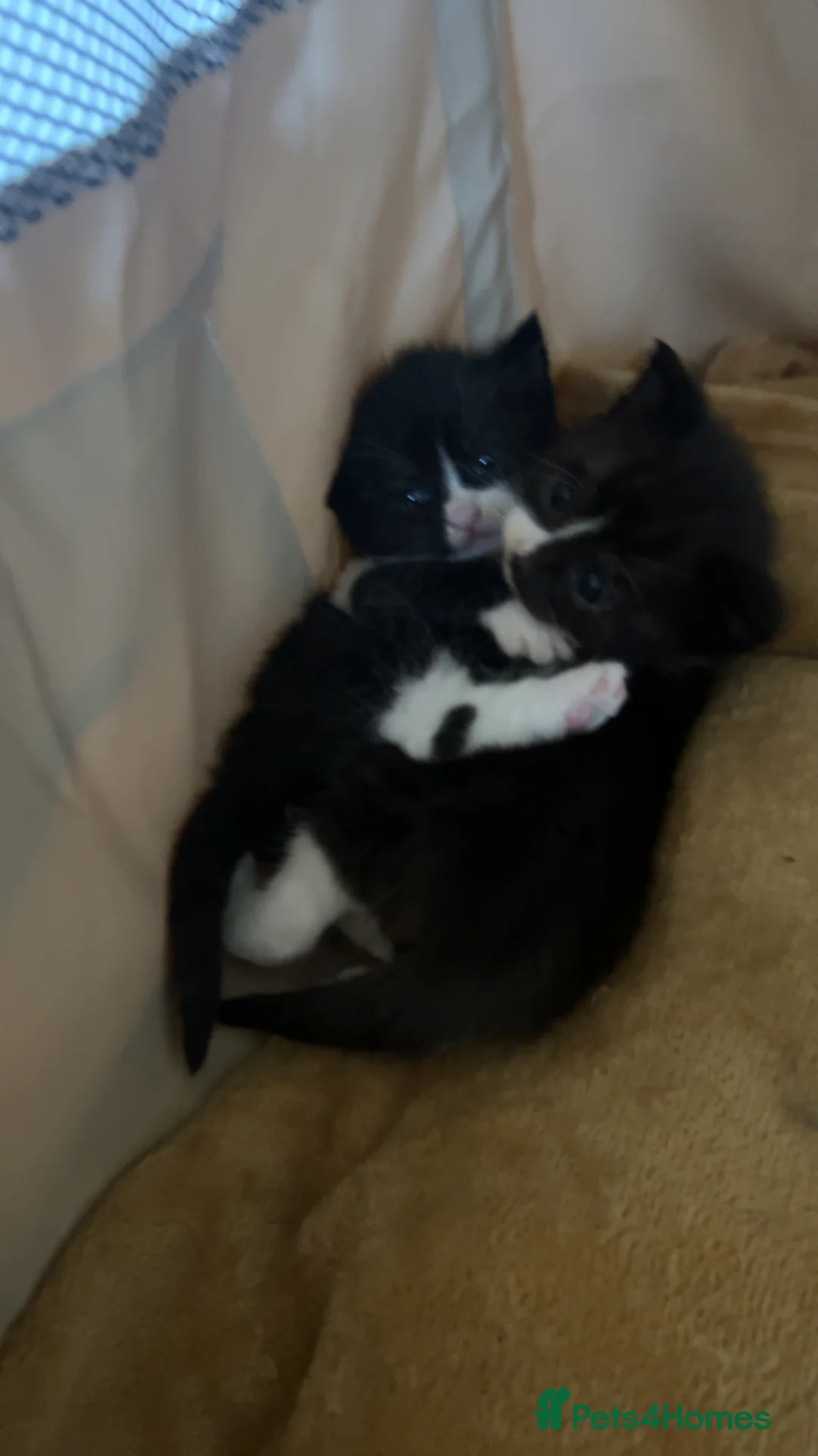 British Shorthair cats for sale: three male kittens for sale  in Wakefield - Advert 14