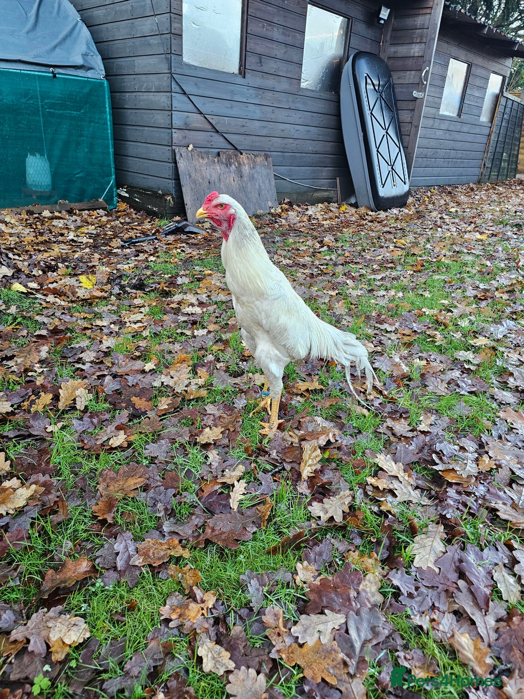 Chickens poultry for sale: O shamo german 7 months old  - Advert 1